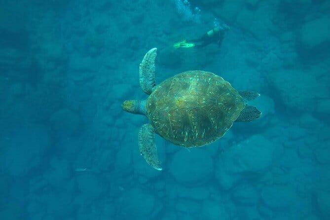 Discover Scuba Diving in Tenerife - In-Depth Look at the Tenerife Discover Scuba Tour