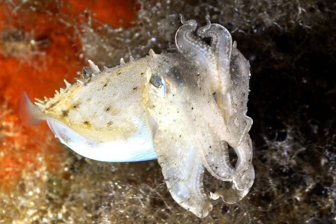 Discover Scuba Diving in Villasimius - Group Size and Capacity