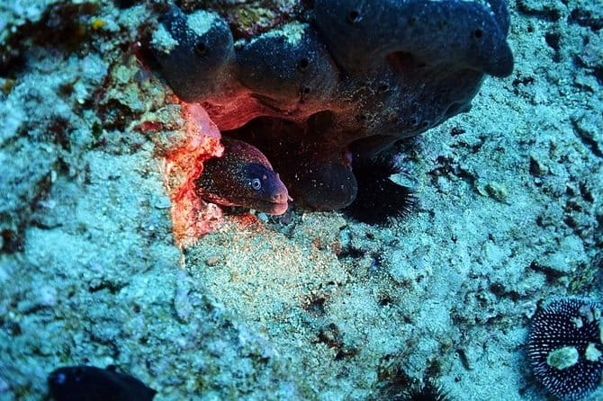 Discover Scuba Diving Private Fun Activity in Athens - The Experience: What the Tour Looks Like