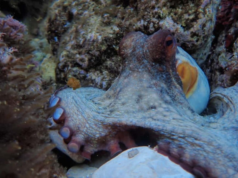 Discover Scuba Diving, scuba diving for begginers!! - Discover Scuba Diving in Mallorca: A Genuine Beginner’s Experience