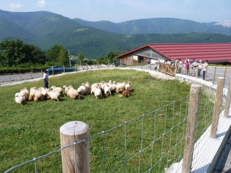 Discover the Art of Idiazabal Cheese in the Basque Country - Final Thoughts