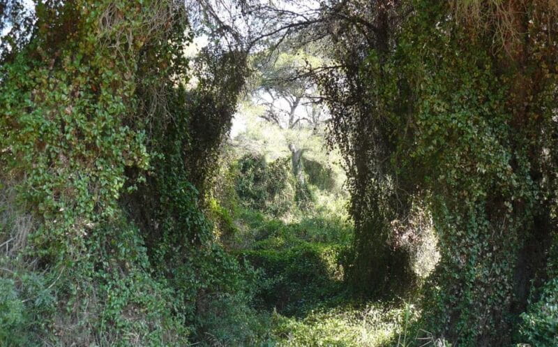 Discover the Devesa and the Albufera: Guided tour - Key Points / Takeaways