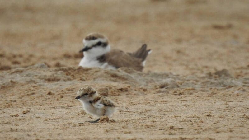 Discover the Devesa and the Albufera: Guided tour - Price, Practicalities, and Who Should Consider This Tour