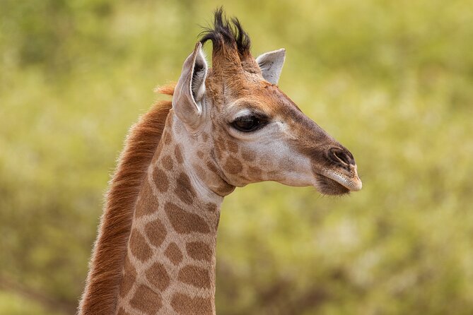 Discover the Pilanesberg With a Personalized Full Day Safari - Expert-Led Wildlife Encounters