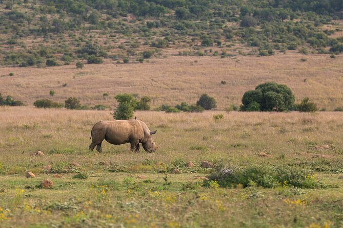 Discover the Pilanesberg With a Personalized Full Day Safari - Meal and Refreshment Offerings