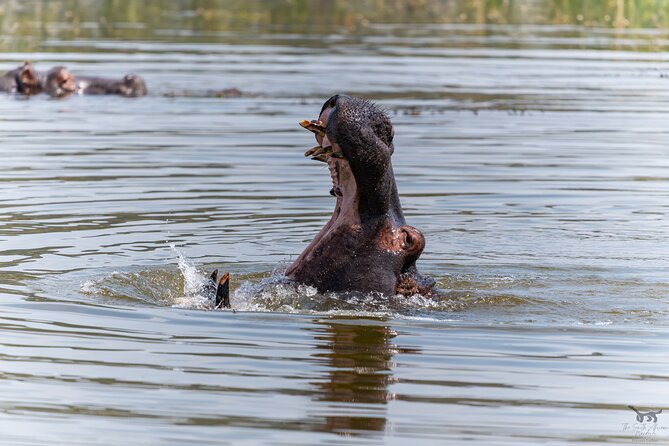 Discover the Pilanesberg With a Personalized Full Day Safari - Seasonal Departure Time Variations