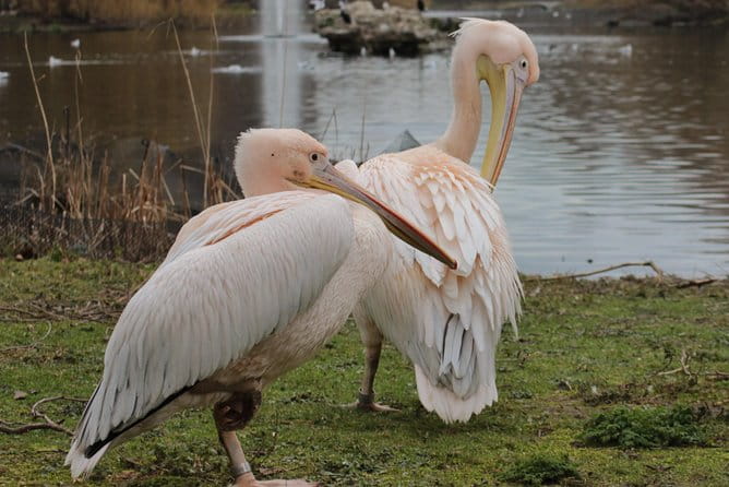 Discover the Secrets of Whitehall - FAQ