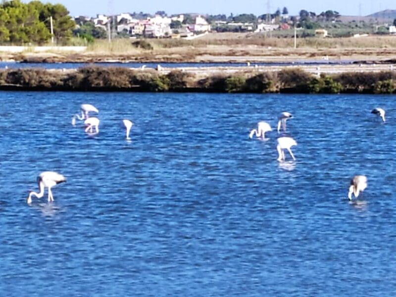 Discover Trapani's Saltpans with an E-Bike Tour - Scenic Ride: Breathtaking Views and Windmills