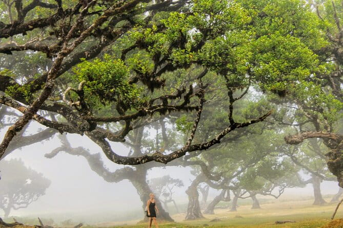 Discovering Northwest Madiera Shore Excursion w/ Harbour pickup - FAQ