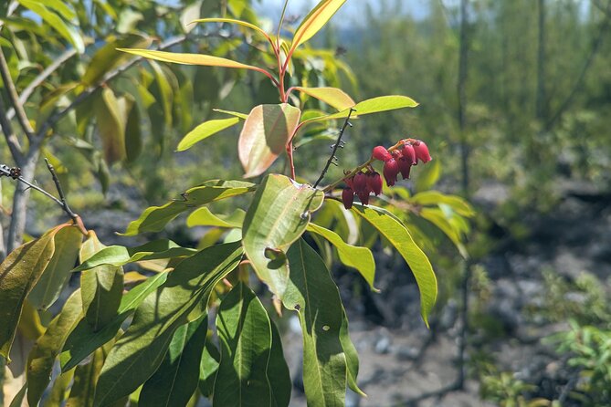 Discovery of the Lava Tubes 2004 of Piton De La Fournaise - Restrictions and Cancellations