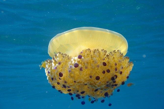 Discovery Scuba Diving Taormina & Isola Bella - Highlights of Taormina & Isola Bella