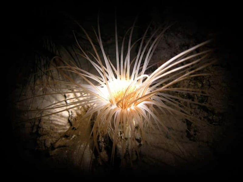 Dive The Blue Dome - Who Should Consider This Experience?