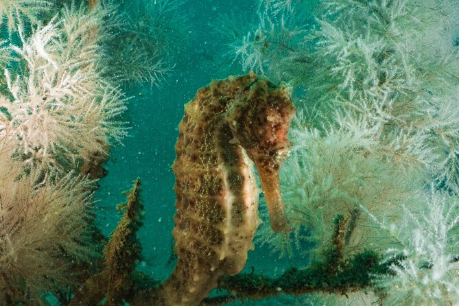 Dive Trip to the Coral Reefs of Fujairah for Certified Scuba Divers - Meeting Point and Start Time