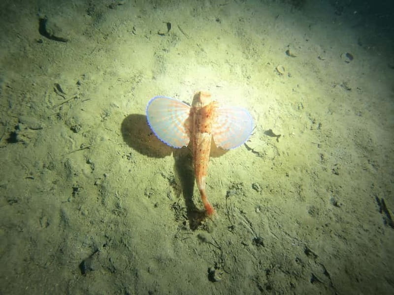 Diving - Practicalities: Logistics and Value