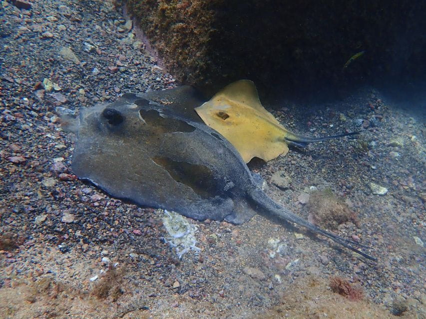 Diving at Lanzarote - 2 Guided Dives for Certified Divers - Key Points