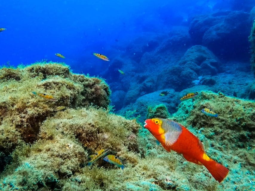 Diving at Lanzarote - 2 Guided Dives for Certified Divers - Inclusions and Logistics