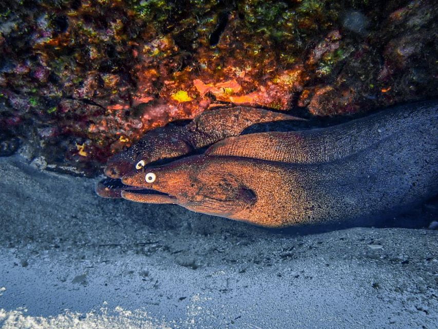 Diving at Lanzarote - 2 Guided Dives for Certified Divers - Important Information