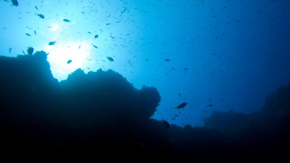 Diving at Lanzarote - 2 Guided Dives for Certified Divers - Meeting Point and Pickup