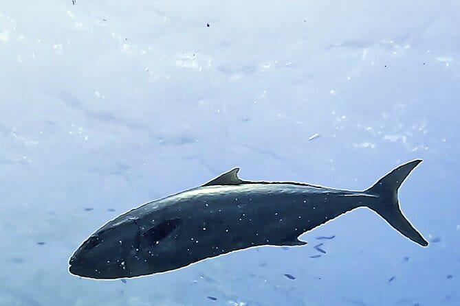 Diving baptism in the Montgrí Natural Park - Practical Tips for Your Dive Baptism