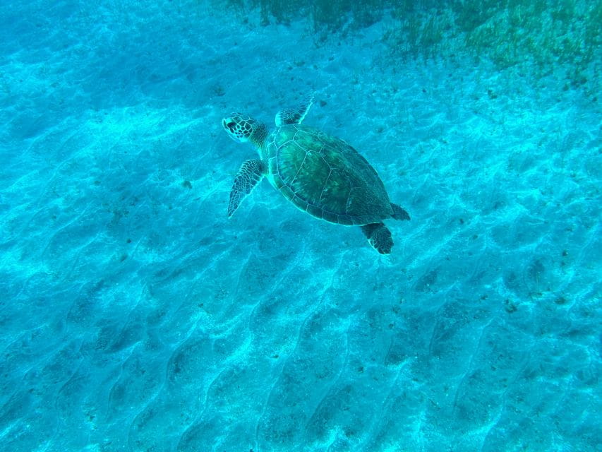 Diving Course for Beginners in Turtle Area Tenerife - Customer Feedback
