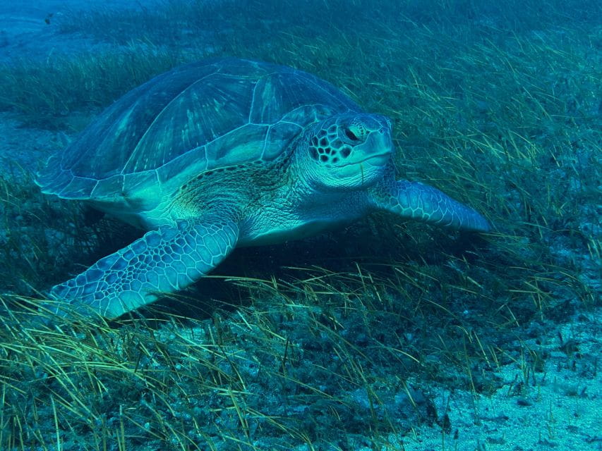 Diving Course for Beginners in Turtle Area Tenerife - Things To Know