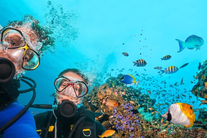 Diving experience in Polignano a Mare with certification - Key Points / Takeaways