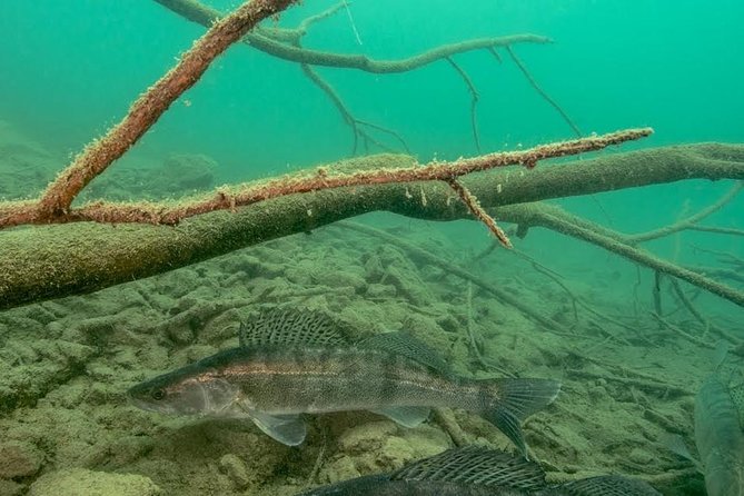 Diving in Bled - Freshwater Creatures in Lake Bled