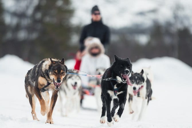 Dog Sled Tour and Husky Cuddles - An In-Depth Look at the Alta Dog Sled Tour