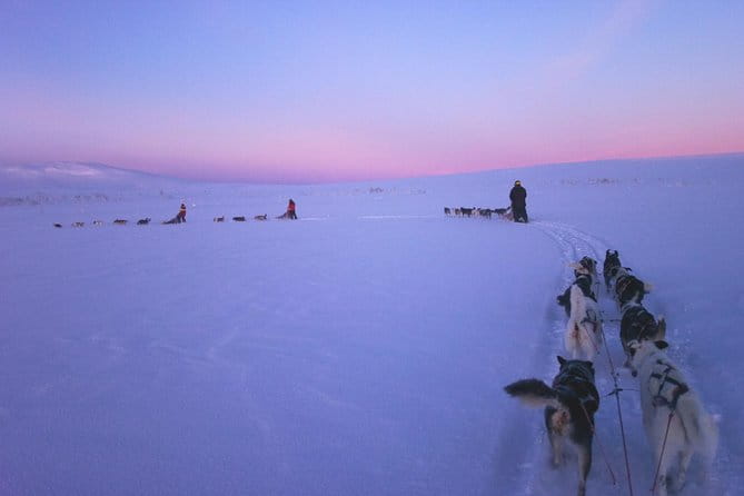 Dogsled Adventure Kiruna - In-Depth Look at the Dogsled Adventure