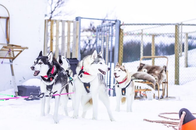 Dogsledding, Near Akureyri - Meeting and Pickup