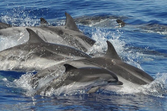 Dolphin and Whale Safari in Gran Canaria - Tour Inclusions