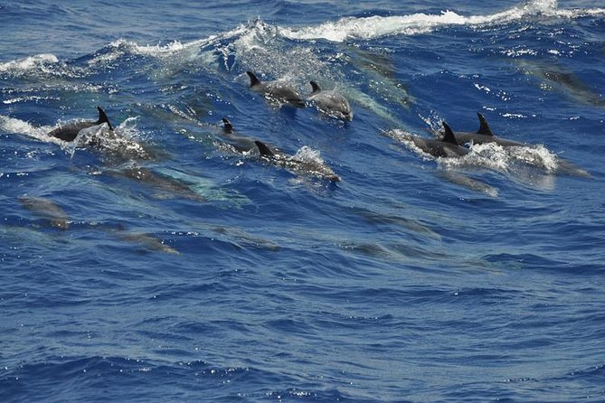 Dolphin and Whale Safari in Gran Canaria - Additional Information