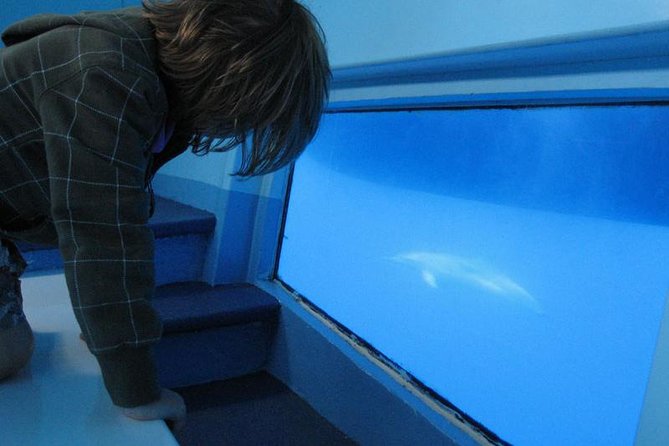 Dolphin and Whale Safari in Gran Canaria - Cancellation Policy