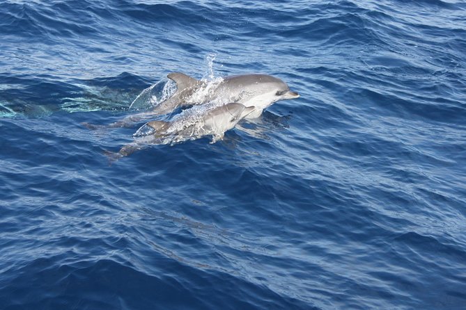 Dolphin Mini Cruise at Playa Del Carmen - Marine Life Spotting Opportunities