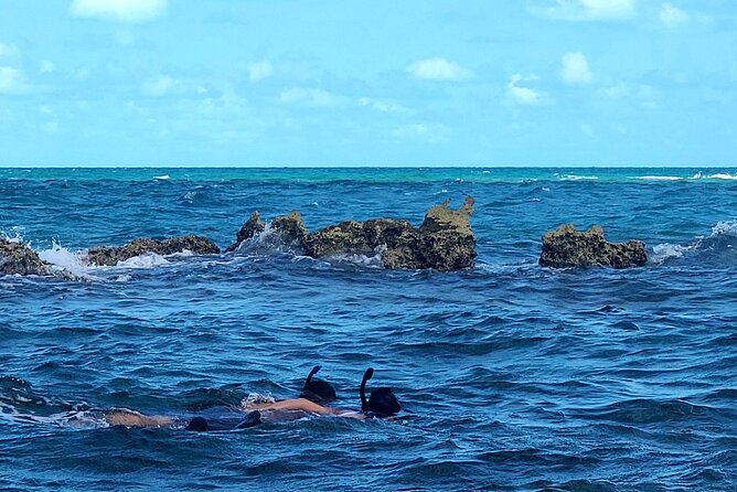 Dolphin Museum and Wild Dolphins Land and Sea Adventure - Snorkeling With Dolphins