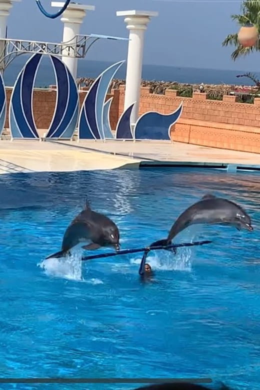 Dolphin Park Entry with Live Show and Pickup - Engaging Review of Dolphin Park Entry with Live Show and Pickup in Turkey