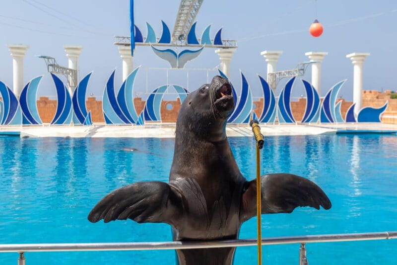 Dolphin Park Entry with Live Show and Pickup - The Venue: Aksu Dolphinarium or Alanya?