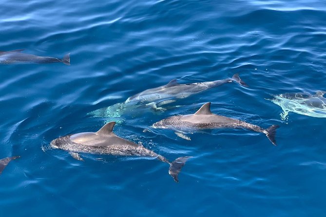 Dolphin Searching Tour in Puerto De Mogán (Keeper UNO Boat) - Additional Tour Information