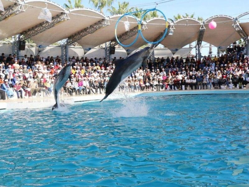 Dolphin Show Tour with Transfer from Alanya & Side - Entering the World of Dolphin Entertainment