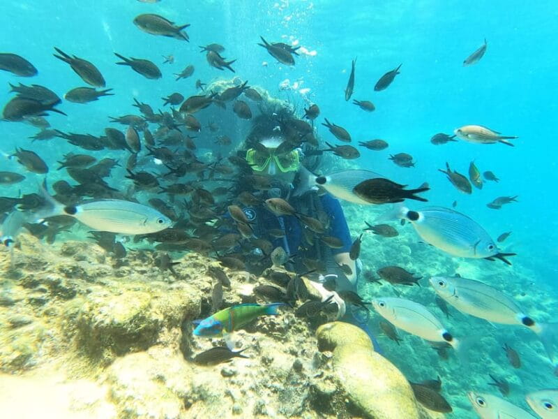 Dolphin Show Tour with Transfer from Alanya & Side - Price and Value Considerations