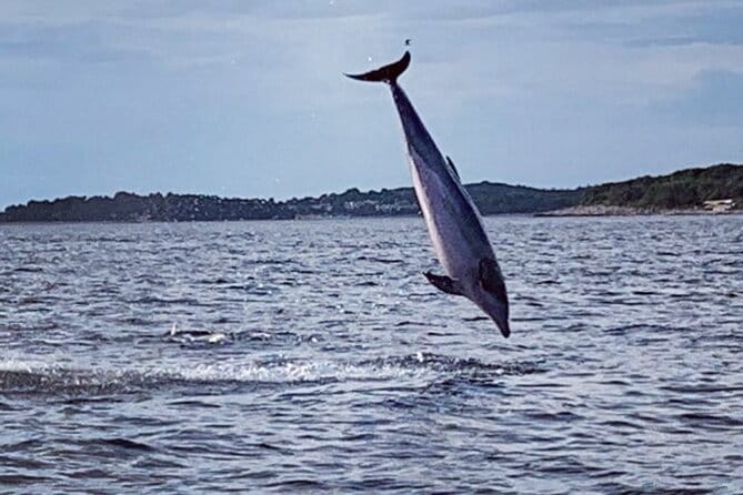 Dolphin Sunrise Adventure with Speedboat - An In-Depth Look at the Dolphin Sunrise Adventure
