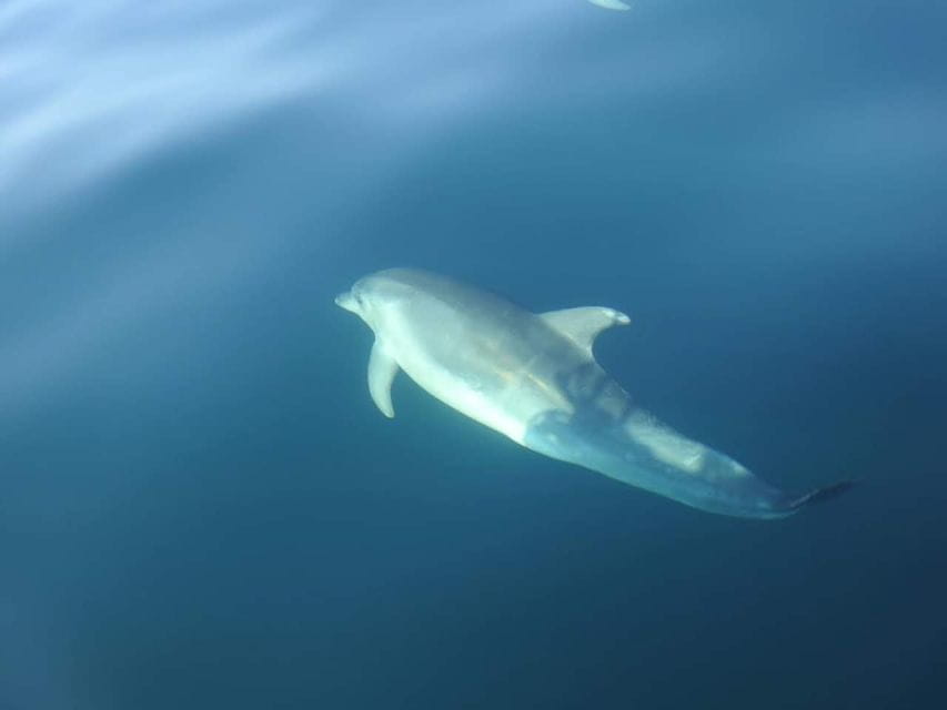 Dolphin Watch - Included Amenities