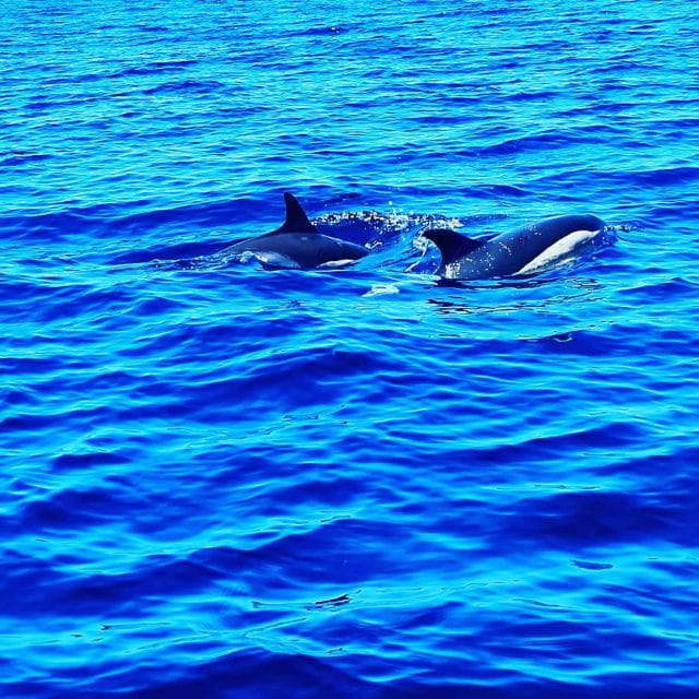 Dolphin Watch - Frequently Asked Questions