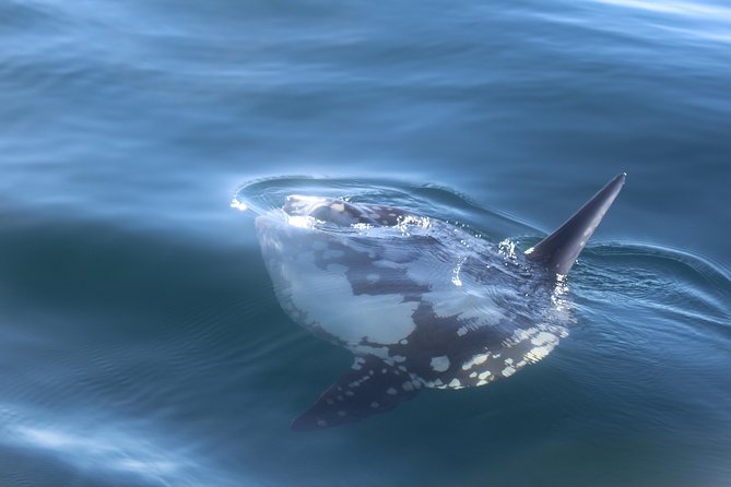 Dolphin Watching + 2 Islands Tour - From Faro - Inclusions and Essentials