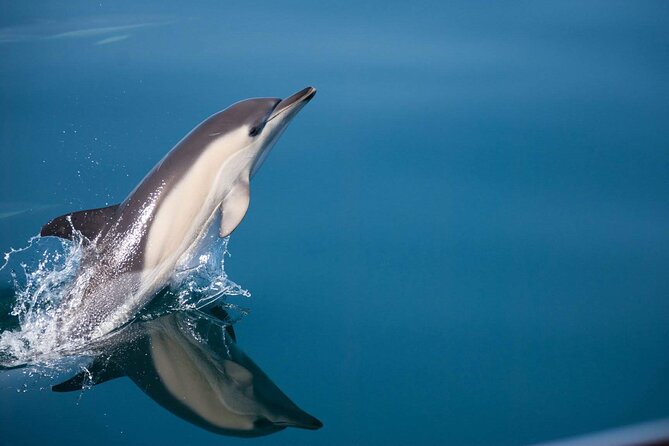 Dolphin Watching Adventure in Estepona Bay - Cancellation Policy