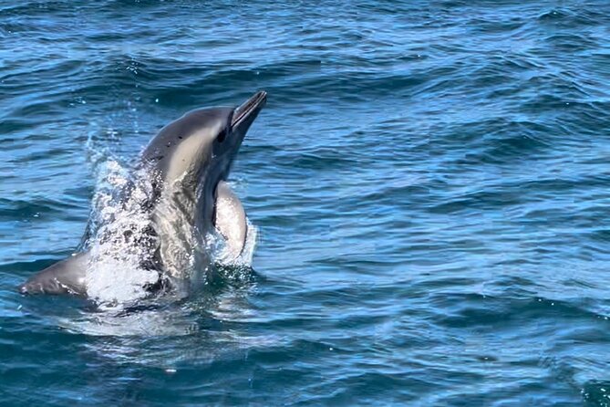 Dolphin Watching and Boat Tour in Sesimbra - Cancellation Policy Details