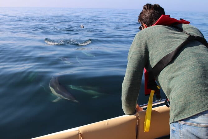 Dolphin watching and wildlife from Faro - The Sum Up