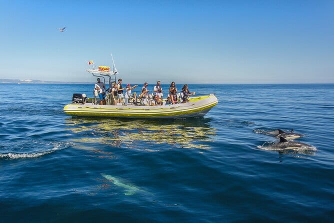 Dolphin Watching at the Arrabida (Lisbon Region) - Timing
