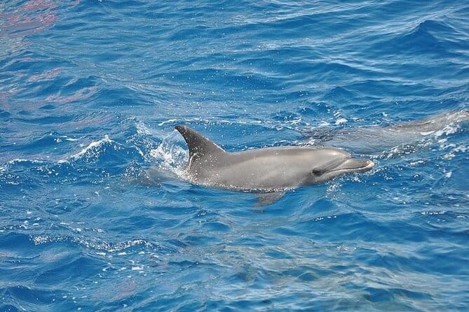 Dolphin Watching Boat Excursion to Figarolo Island from Olbia - The Itinerary — What You’ll Actually Do