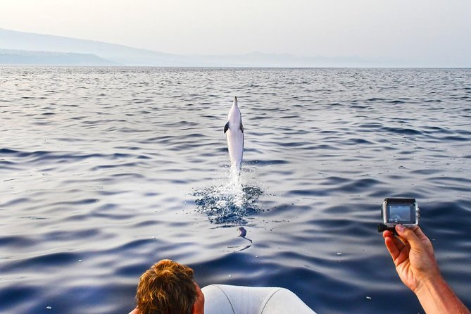 Dolphin Watching & Conservation - Dolphins in the Gulf of Catania - Whats Included